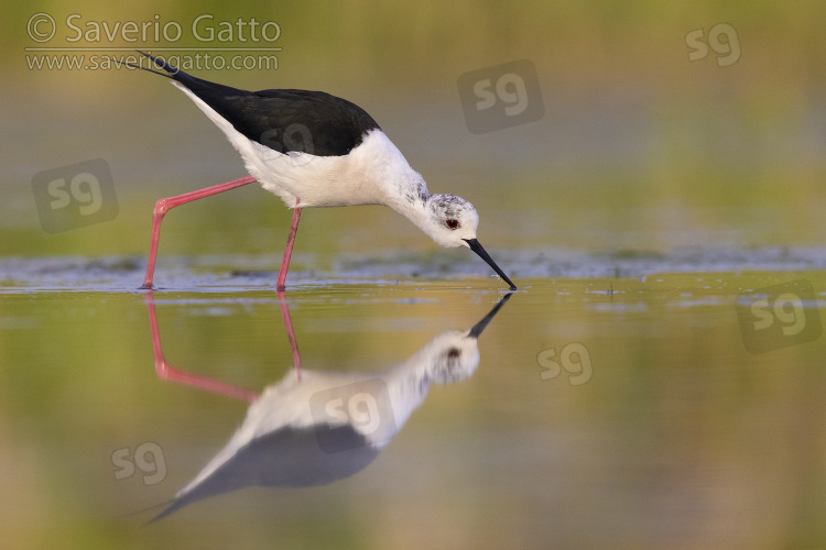 Black-winged Stilt