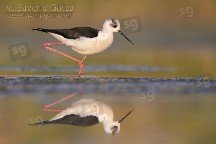 Black-winged Stilt