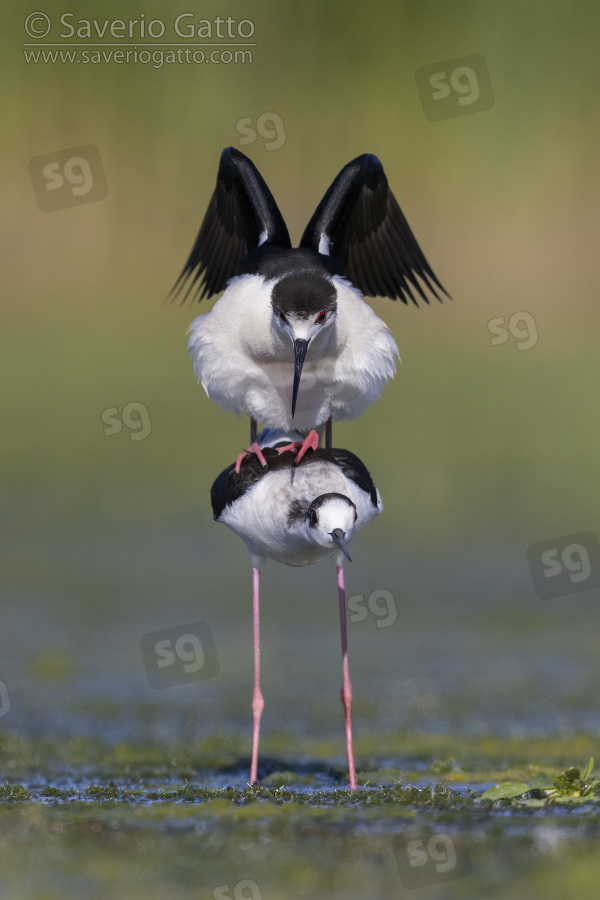 Black-winged Stilt, couple mating in a marsh