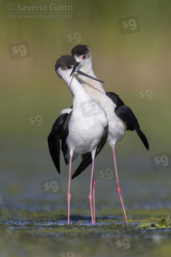 Black-winged Stilt, couple displaying in a marsh