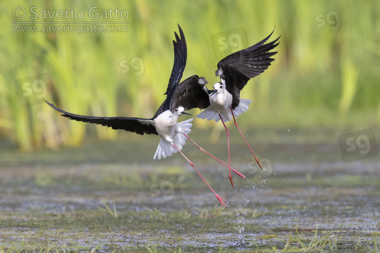 Black-winged Stilt, two adults chasing each other in flight