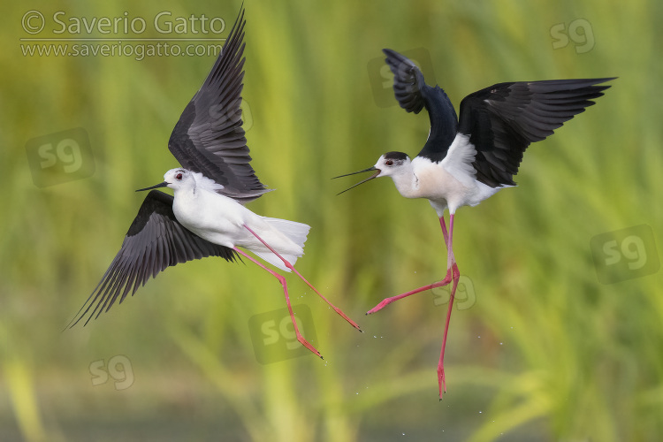 Black-winged Stilt, two adults chasing each other in flight