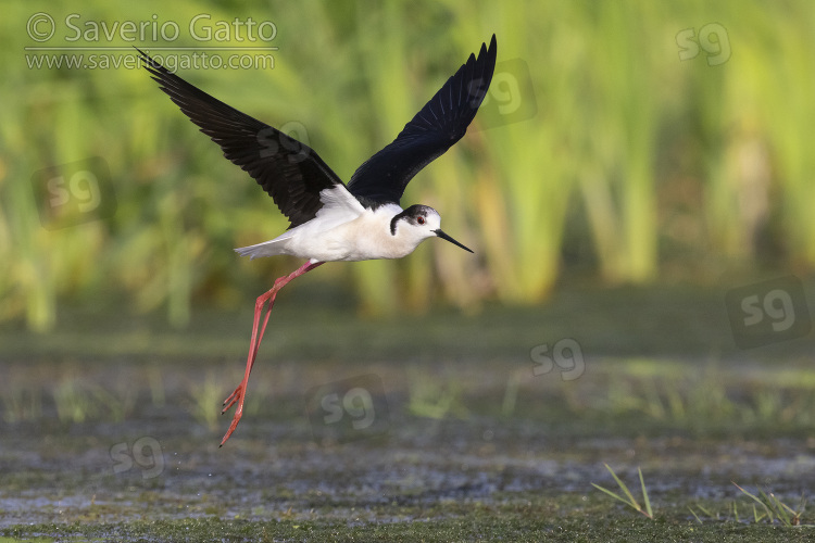 Black-winged Stilt, adult in flight