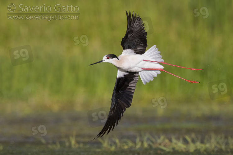 Black-winged Stilt, adult in flight