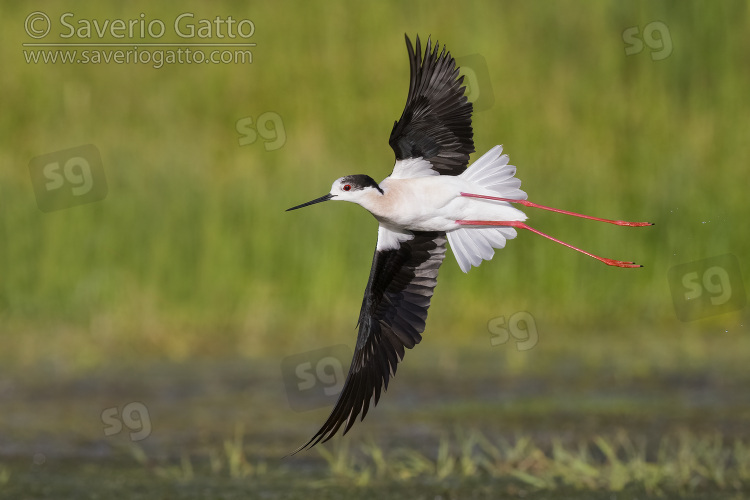 Cavaliere d'Italia, adulto in volo