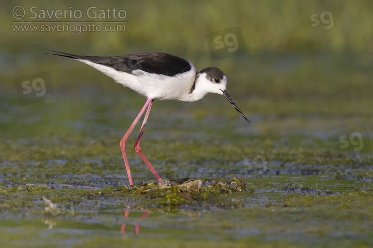 Black-winged Stilt, adult female standing near its nest