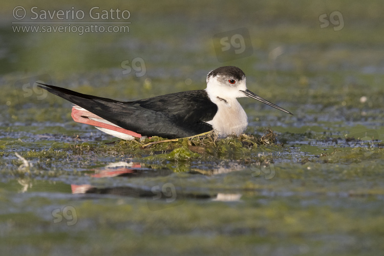 Black-winged Stilt, side view of an adult male sitting on the nest