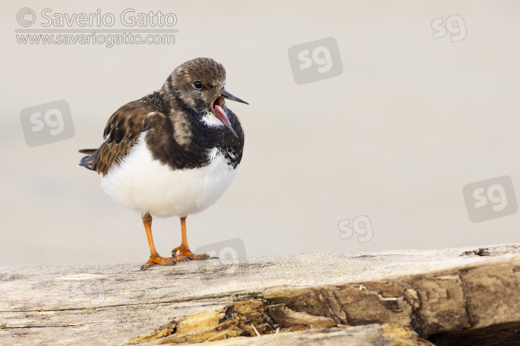 Ruddy Turnstone