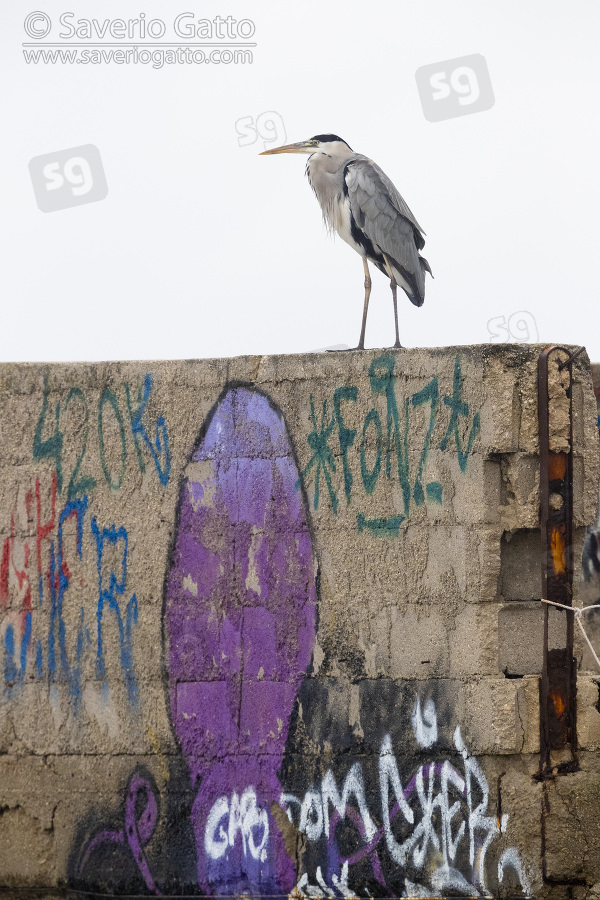 Airone cenerino, adulto posato su un muro coperto di graffiti