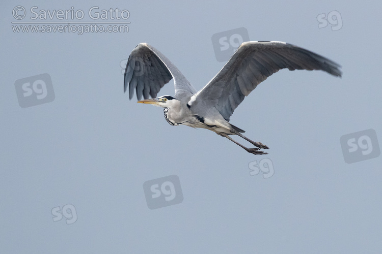 Grey Heron, adult in flight