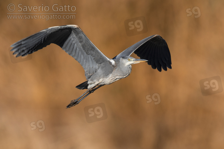 Grey Heron, juvenile in flight