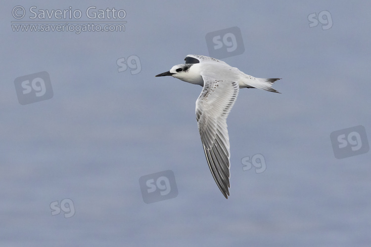 Sandwich Tern, side view of a juvenile in flight