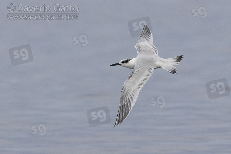 Sandwich Tern, side view of a juvenile in flight