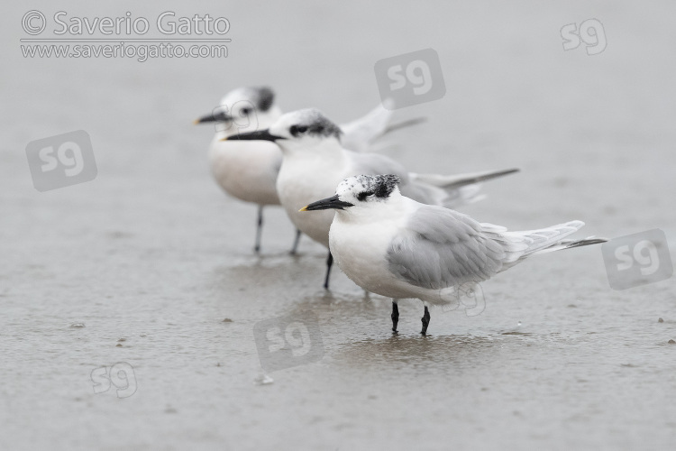 Sandwich Tern, three individuals in winter plumage standing in the water