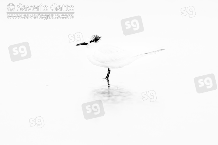 Sandwich Tern, adult in high-key