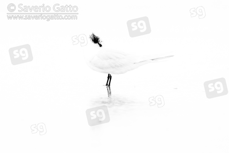 Sandwich Tern, adult in high-key