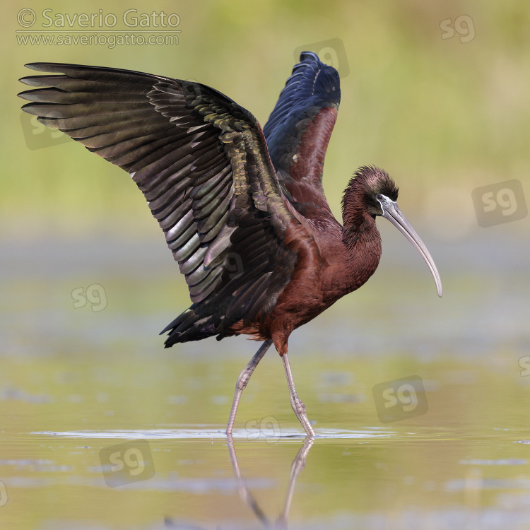 Glossy Ibis, side view of an adult spreading its wings