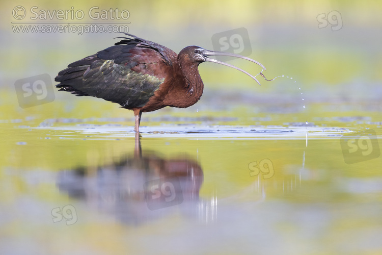 Glossy Ibis, side view of an adult eating in a swamp