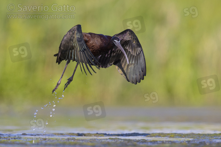 Mignattaio, adulto che si alza in volo