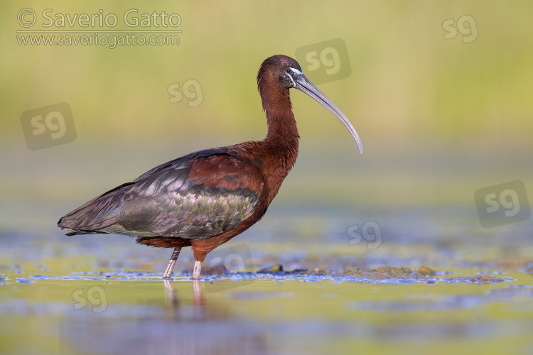 Glossy Ibis, side view of an adult standing in the water