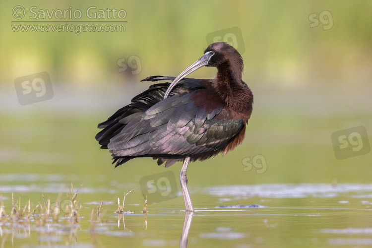 Glossy Ibis, side view of an adult preening its feathers