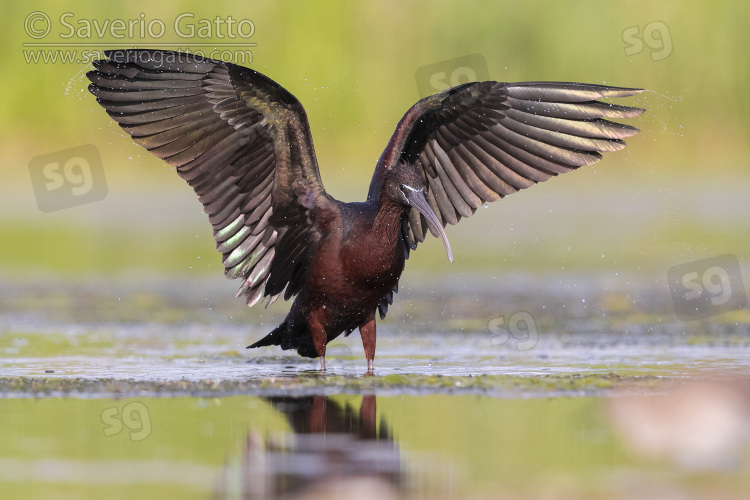 Glossy Ibis, front view of an adult spreading its wings