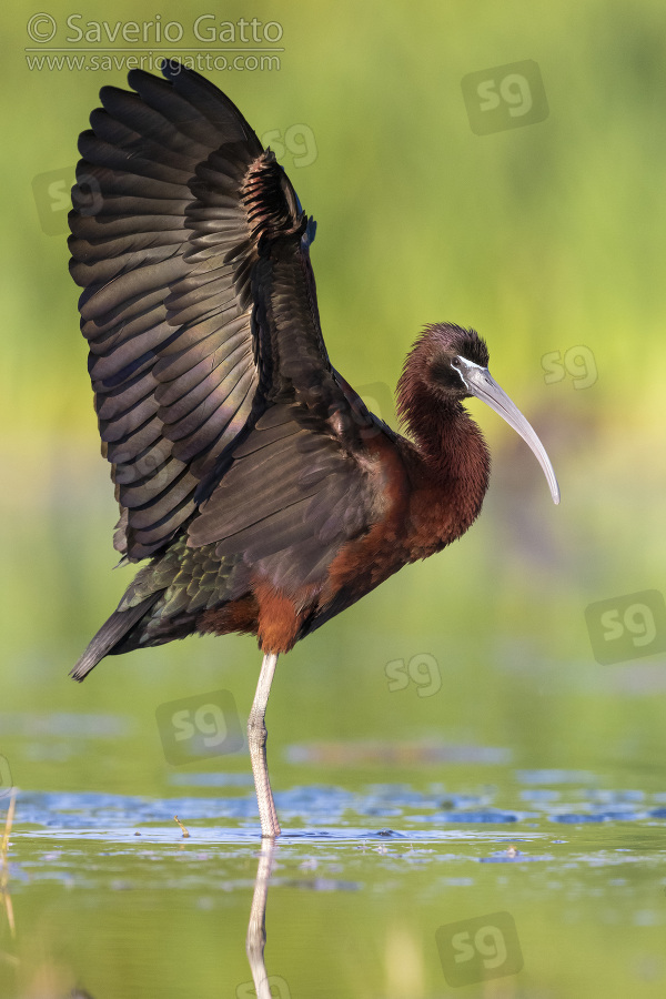 Glossy Ibis, side view of an adult spreading its wings