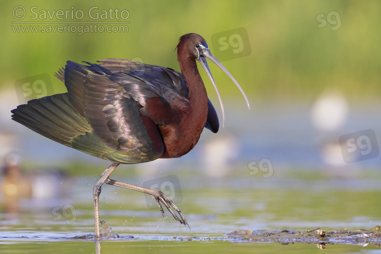 Glossy Ibis