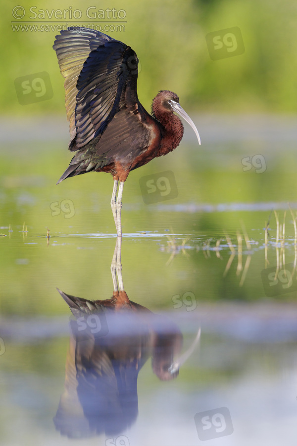 Glossy Ibis, side view of an adult spreading its wings