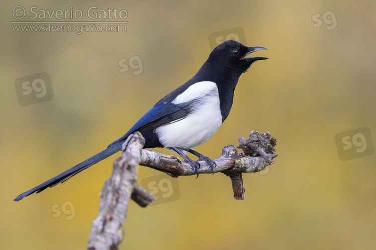 Eurasian Magpie, side view of an adult perched on a branch