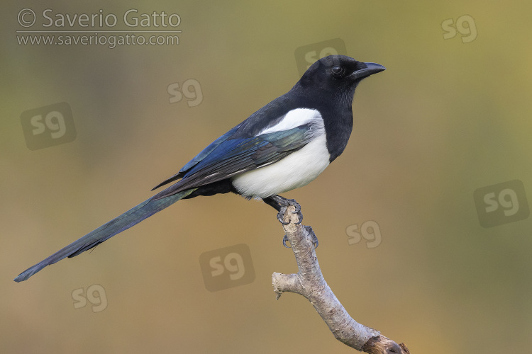 Eurasian Magpie, side view of an adult perched on a branch