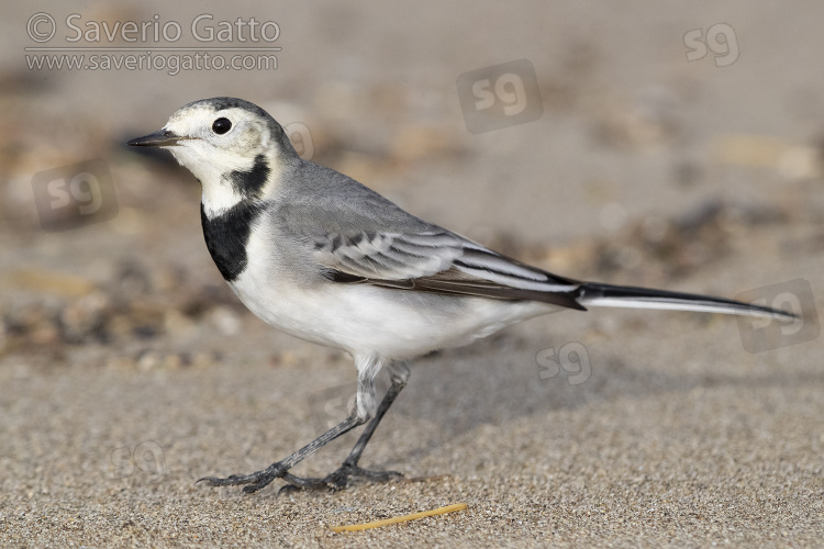 Ballerina bianca, individuo in abito invernale