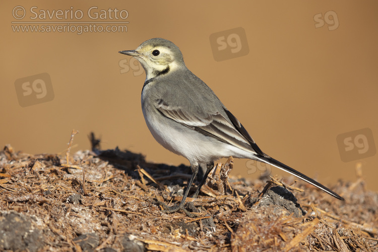 White Wagtail