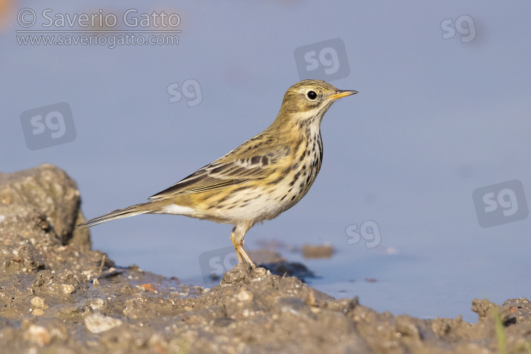 Meadow Pipit, side view of an individual standing on the edge of a pool