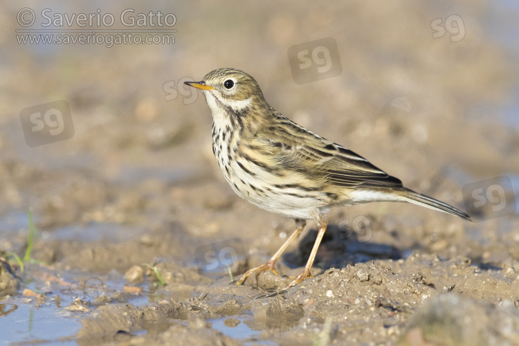 Meadow Pipit, side view of an individual standing on the ground