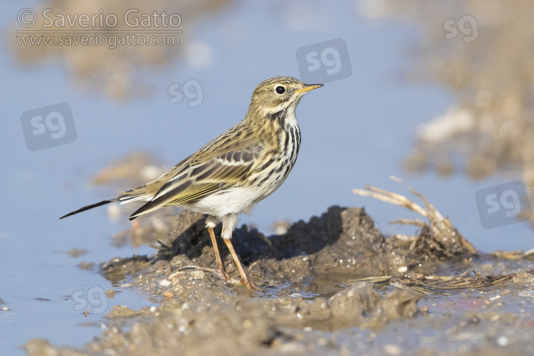 Meadow Pipit, side view of an individual standing on the edge of a pool