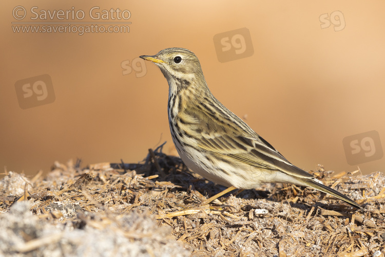 Pispola