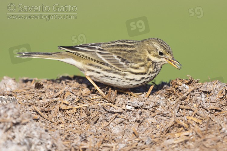 Pispola, individuo che raccoglie insetti sul letame