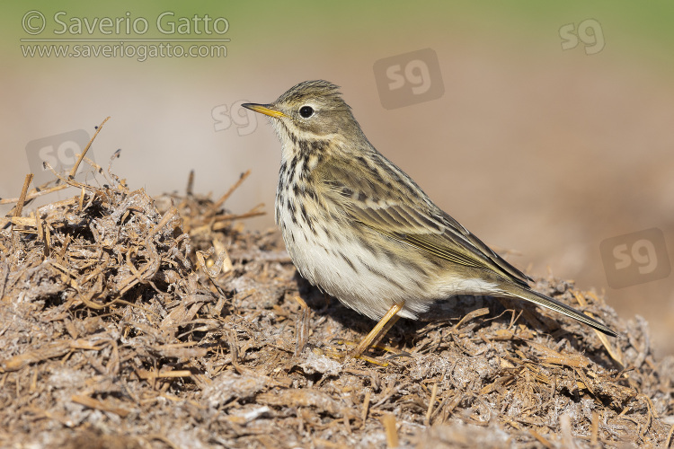 Meadow Pipit, side view of an individual standing on some manure