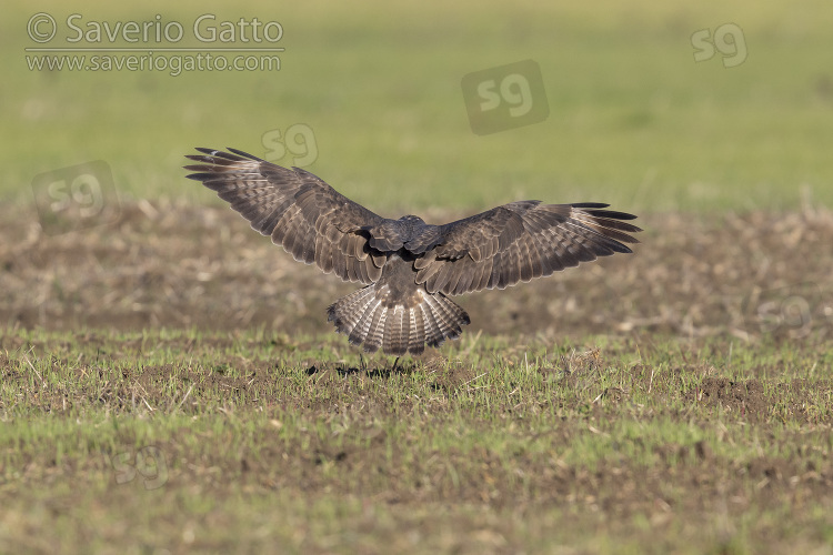 Common Buzzard, landing individual seen from the back