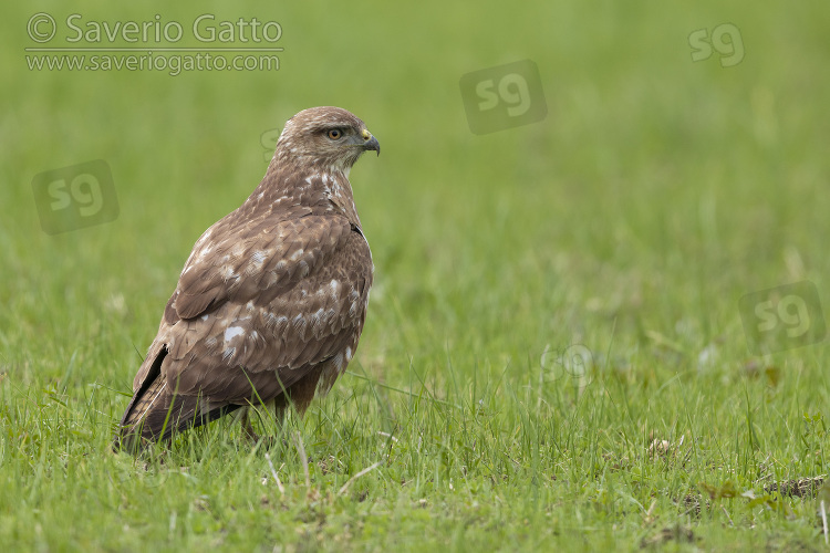 Common Buzzard, side view of a juvenile standing on the ground