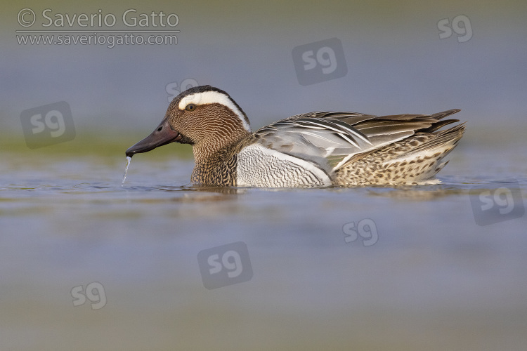 Garganey, side view of an adult male swimming in the water