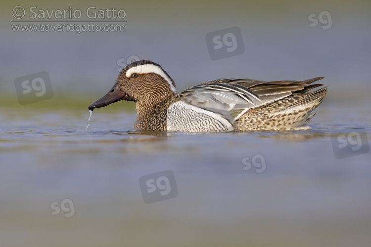 Garganey