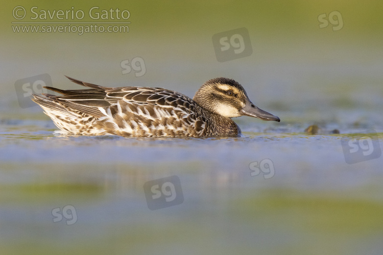 Garganey, side view of an adult female swimming in the water