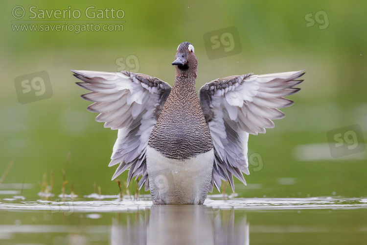 Garganey, adult male flapping its wings