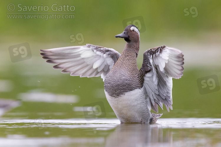 Garganey, adult male flapping its wings