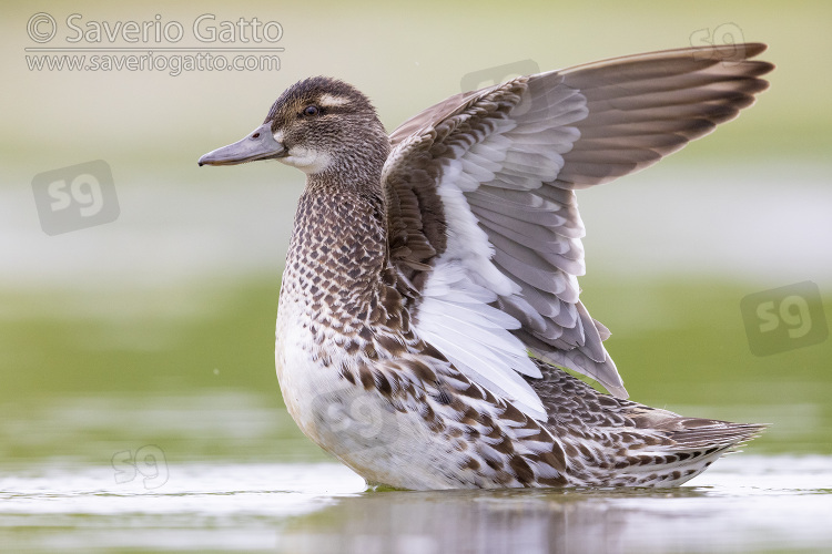 Garganey, adult female flapping its wings