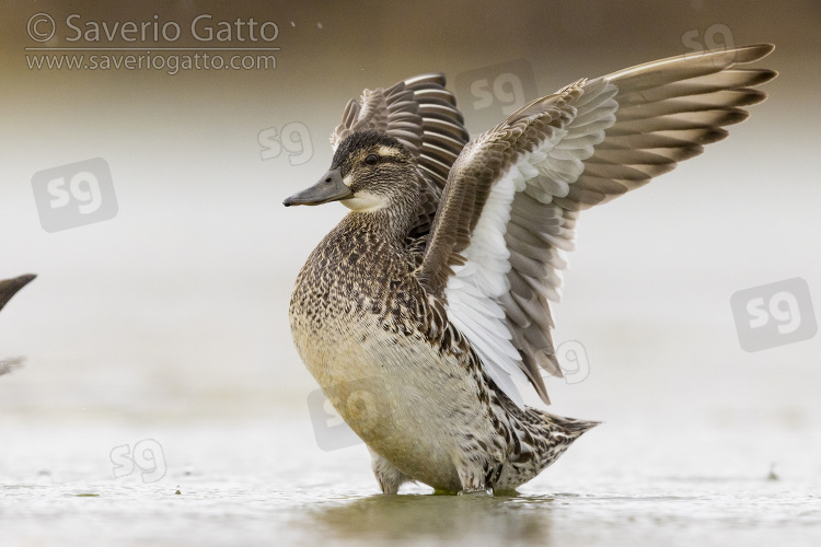 Garganey, adult female flapping its wings