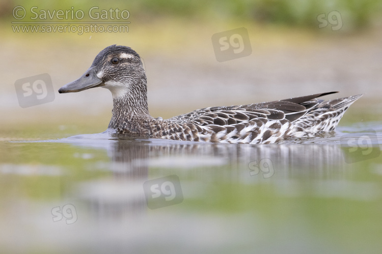 Garganey, side view of an adult female swimming in the water