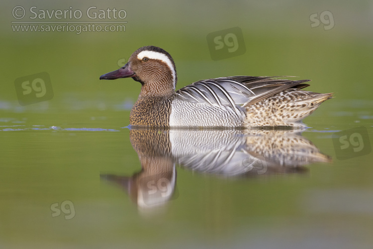 Garganey, side view of an adult male swimming in the water
